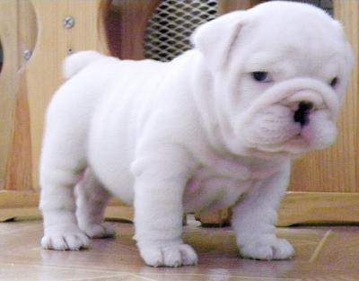 White English Bulldog Pictures