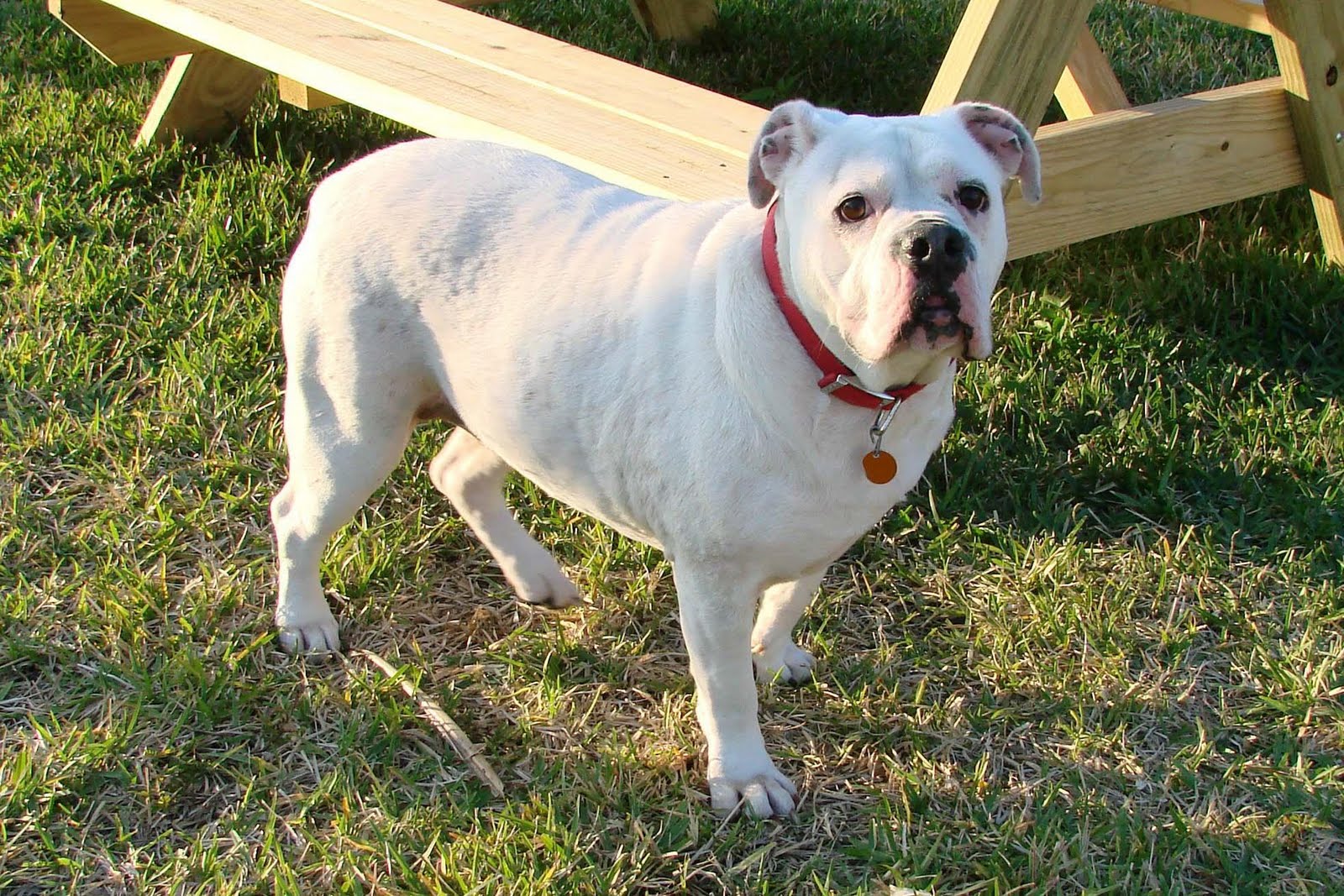 White English Bulldog Pictures