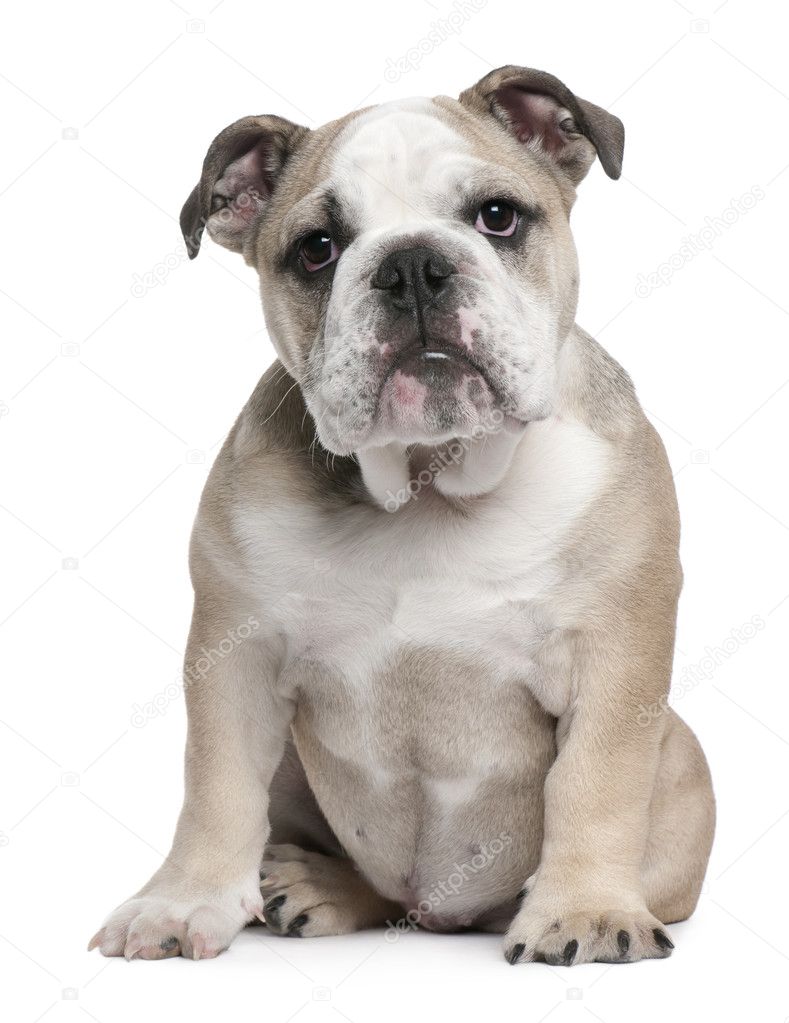 White English Bulldog Pictures