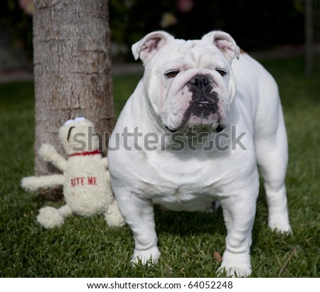 White English Bulldog Pictures