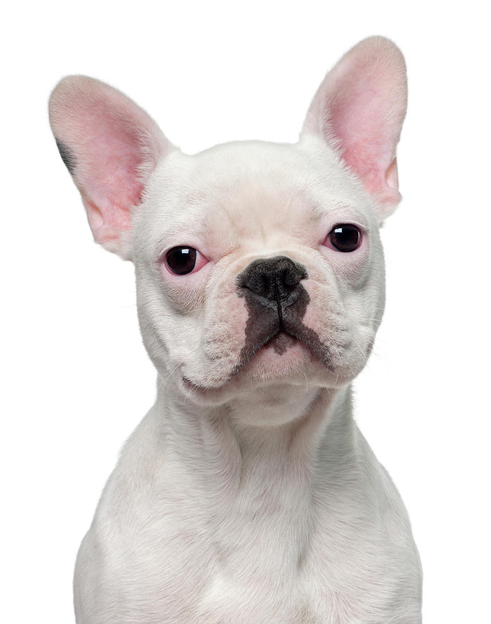 White French Bulldog Pictures