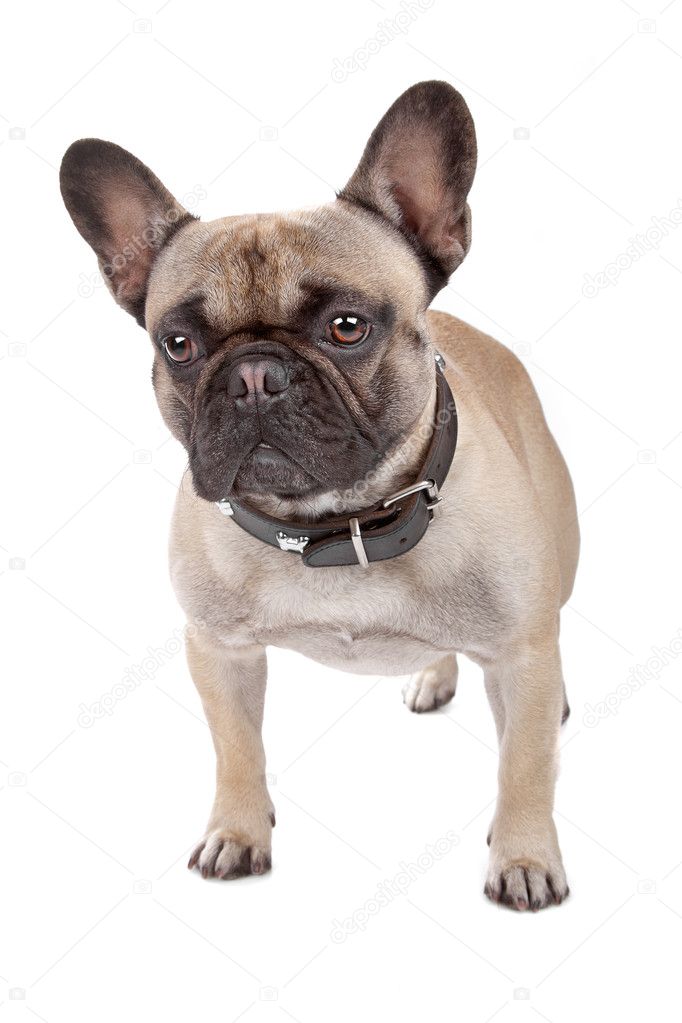 White French Bulldog Pictures