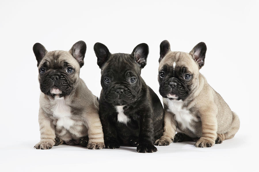 White French Bulldog Pictures