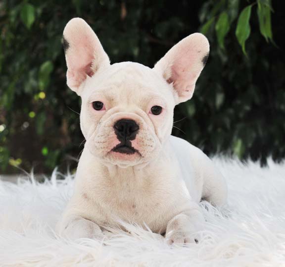 White French Bulldog Pictures