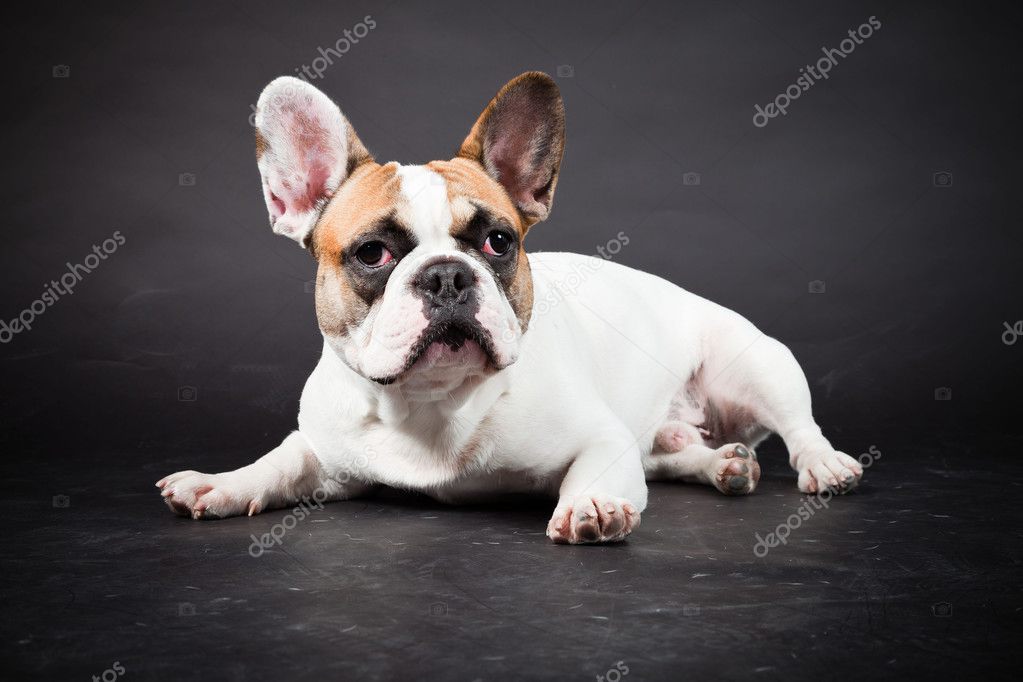 White French Bulldog Pictures