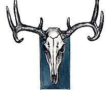 Whitetail Deer Skull Drawings