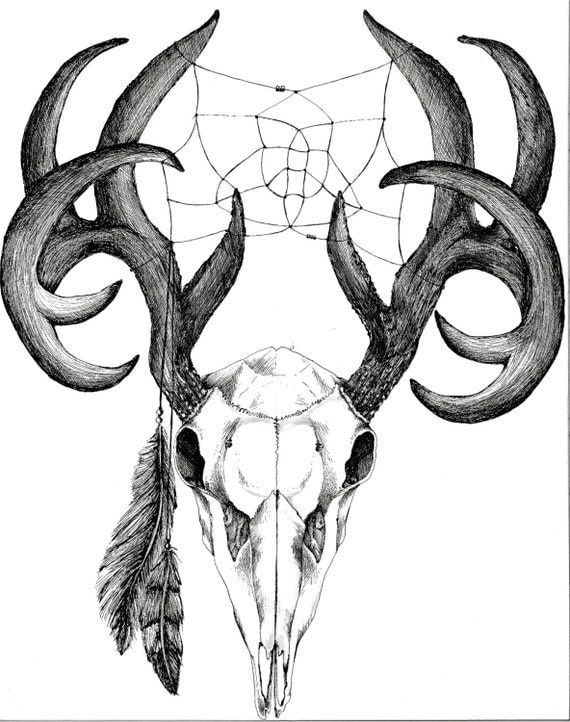 Whitetail Deer Skull Drawings