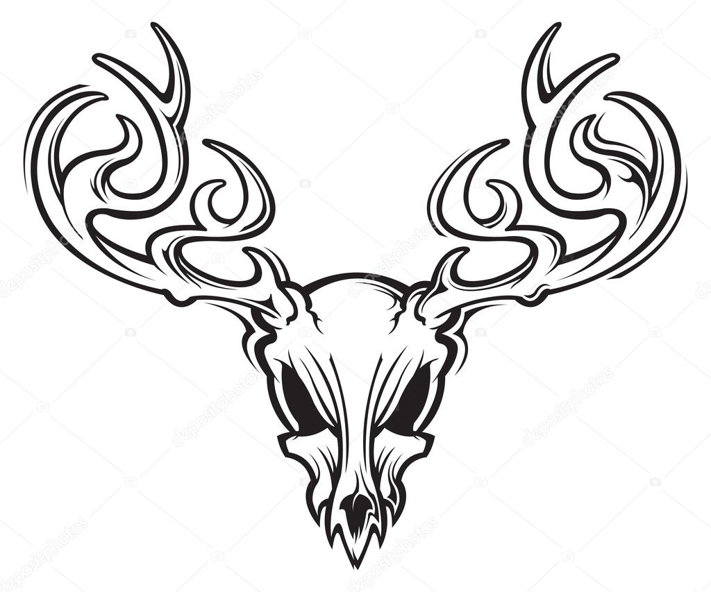 Whitetail Deer Skull Drawings