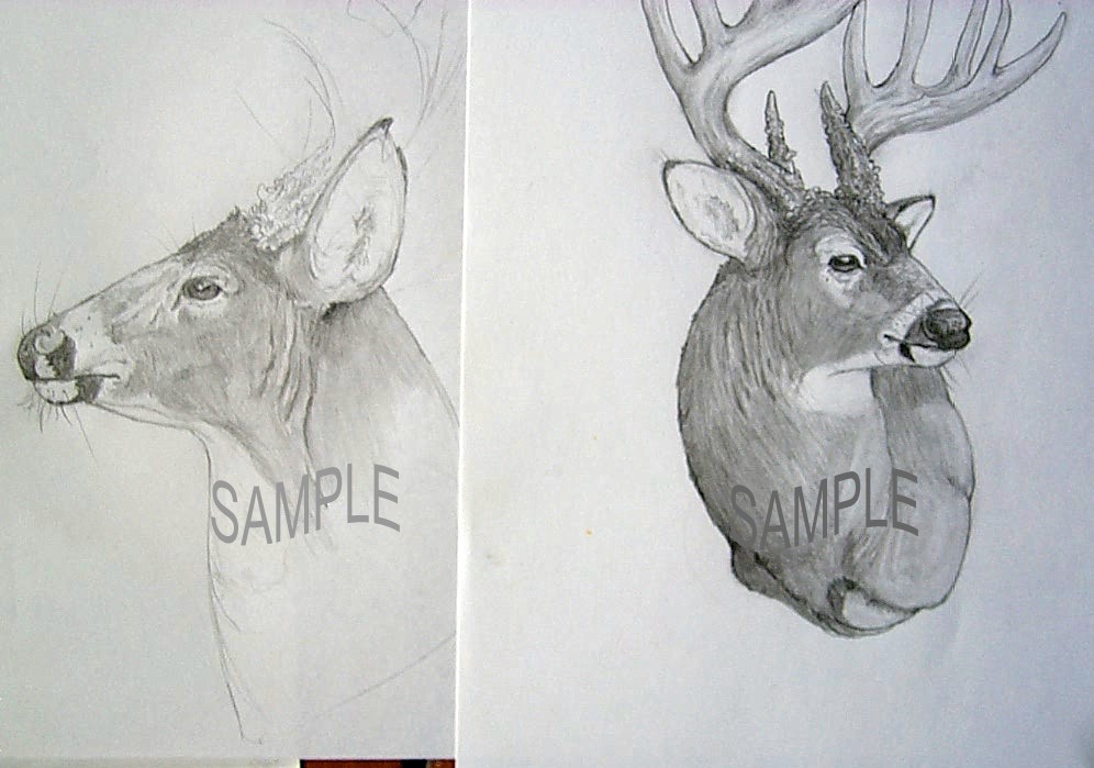 Whitetail Deer Skull Drawings