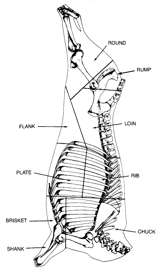 Wholesale Cuts Of Beef Diagram