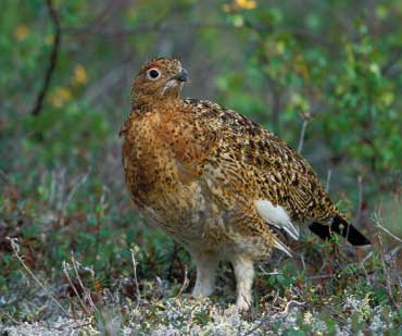 Willow Ptarmigan Bird