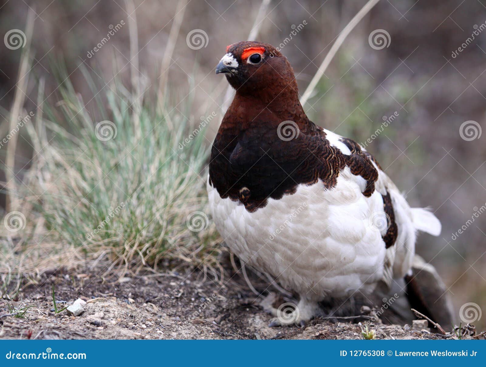 Willow Ptarmigan Bird