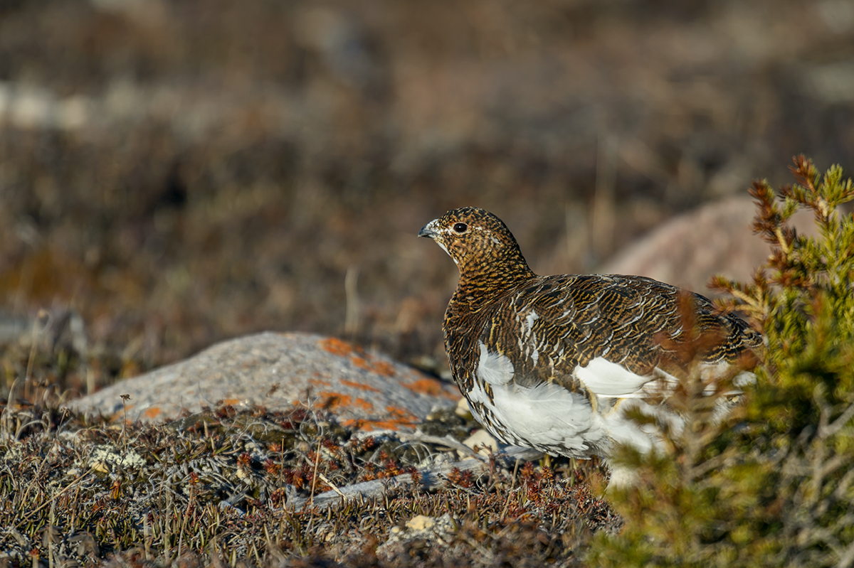 Willow Ptarmigan Bird