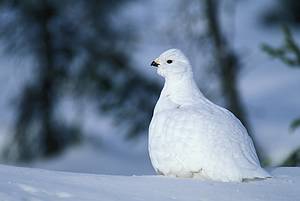 Willow Ptarmigan Pictures