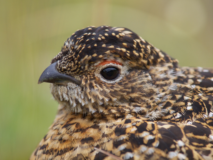 Willow Ptarmigan Pictures