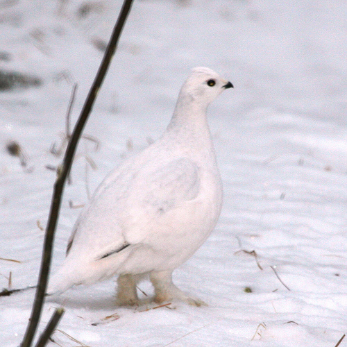 Willow Ptarmigan Pictures