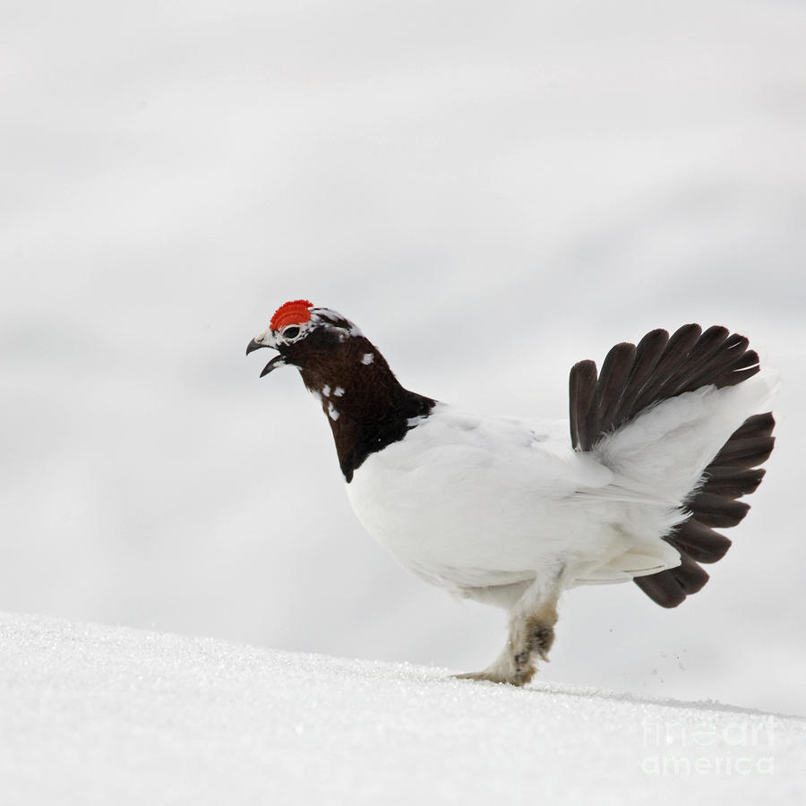 Willow Ptarmigan Pictures