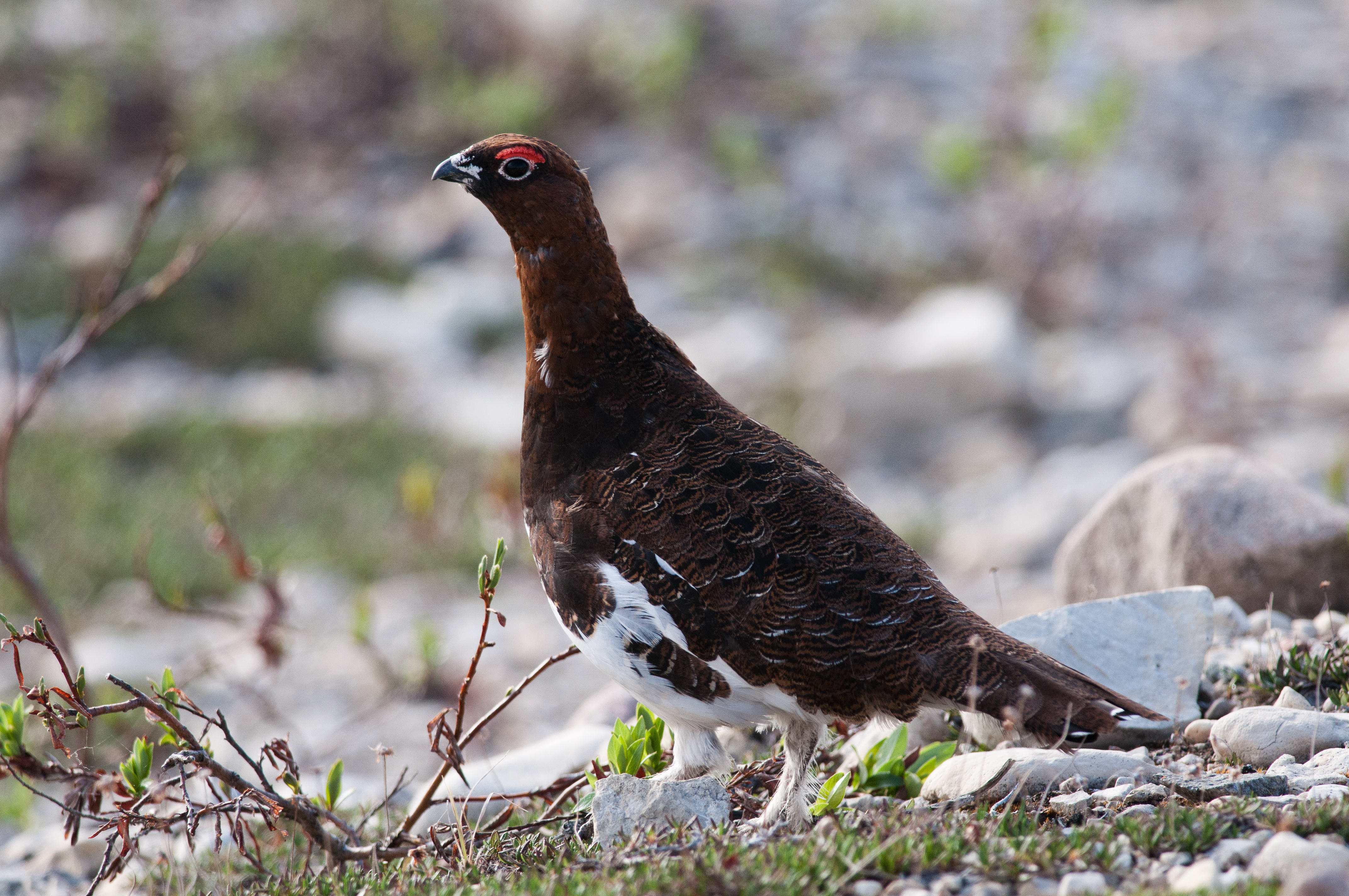 Willow Ptarmigan Pictures