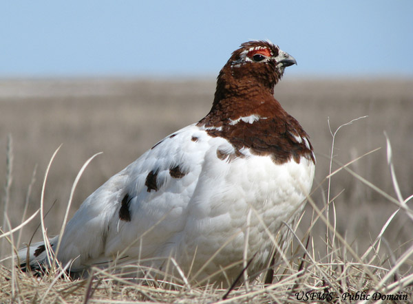 Willow Ptarmigan Pictures