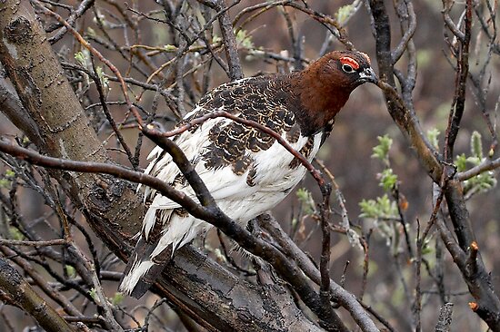 Willow Ptarmigan Pictures