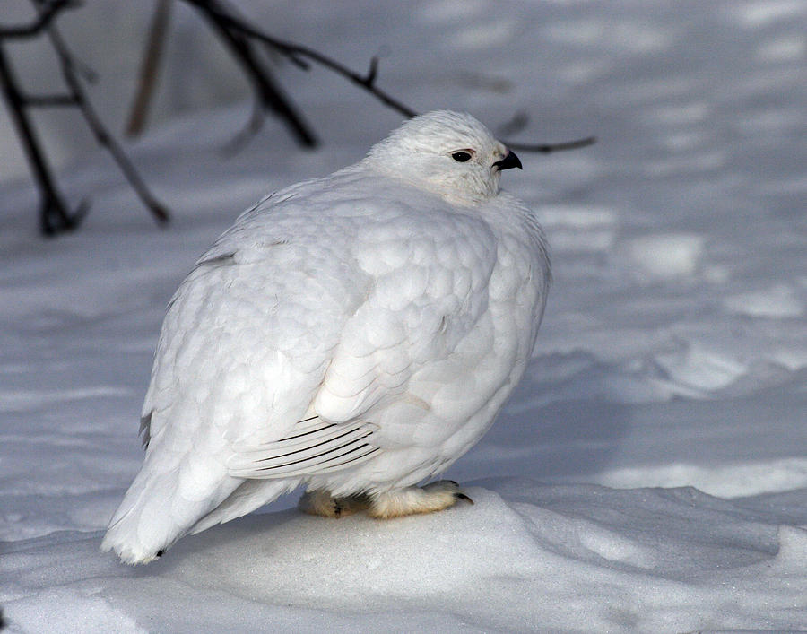 Willow Ptarmigan Pictures