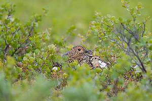 Willow Ptarmigan Summer