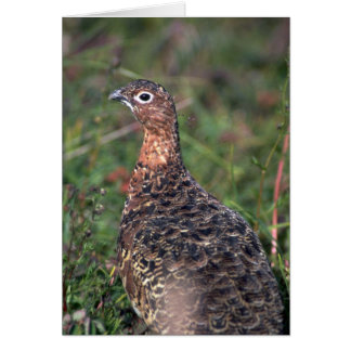 Willow Ptarmigan Summer