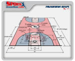 Youth Basketball Court Dimensions Diagram