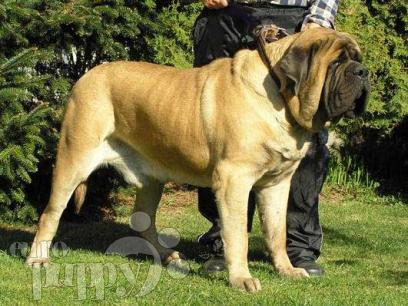 Zorba English Mastiff Pictures