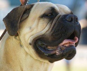 Zorba English Mastiff Pictures