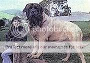 Zorba English Mastiff Pictures