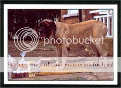 Zorba English Mastiff Pictures