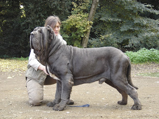 Zorba English Mastiff Pictures