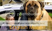 Zorba English Mastiff Pictures