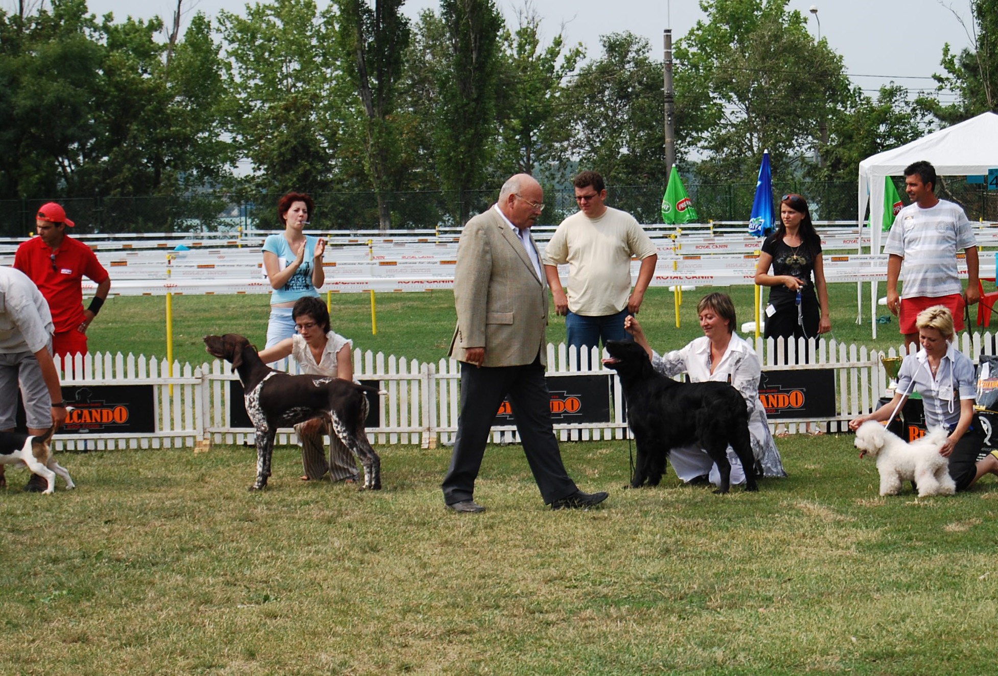 Zorba English Mastiff Pictures